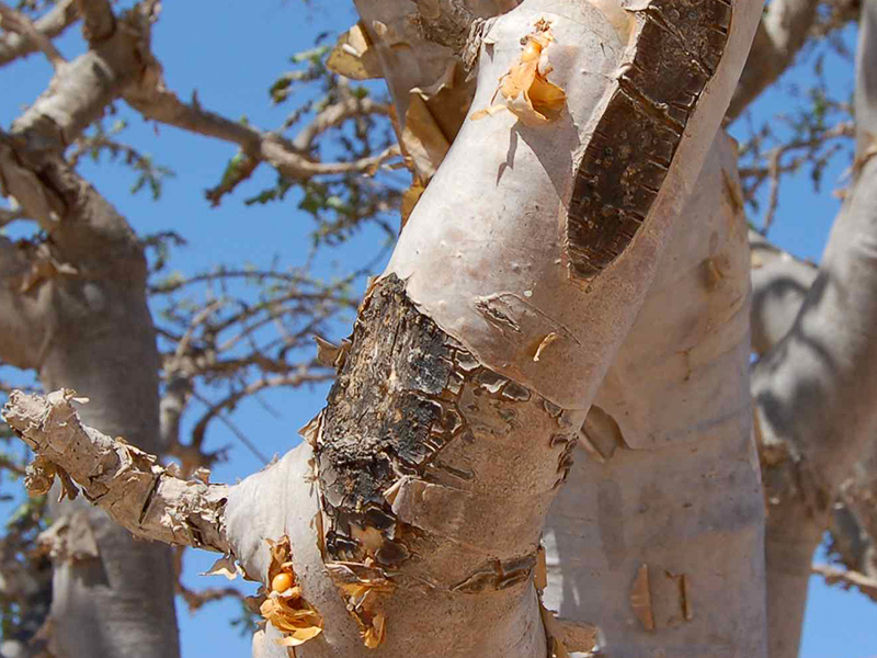 Frankincense