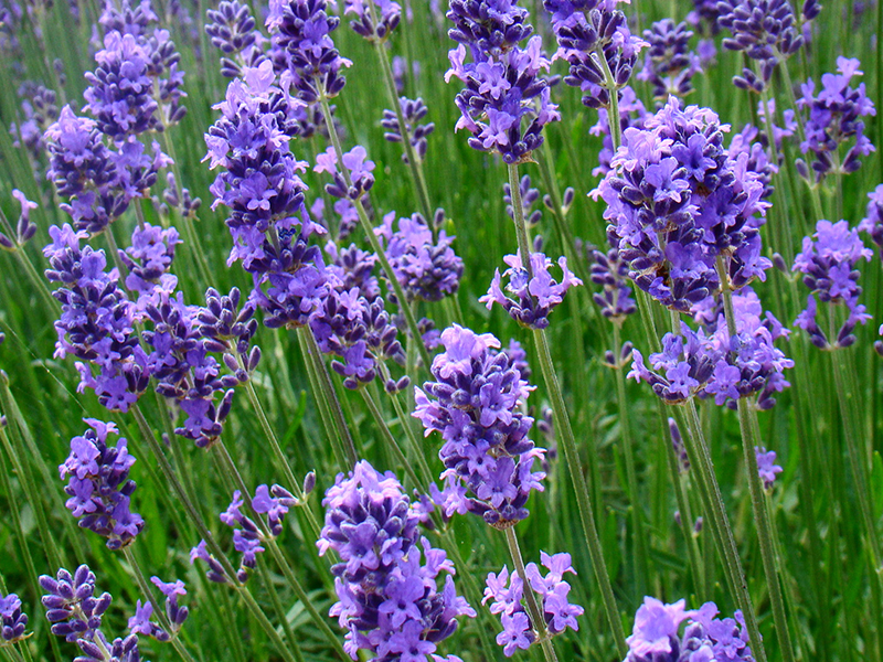 Lavender
